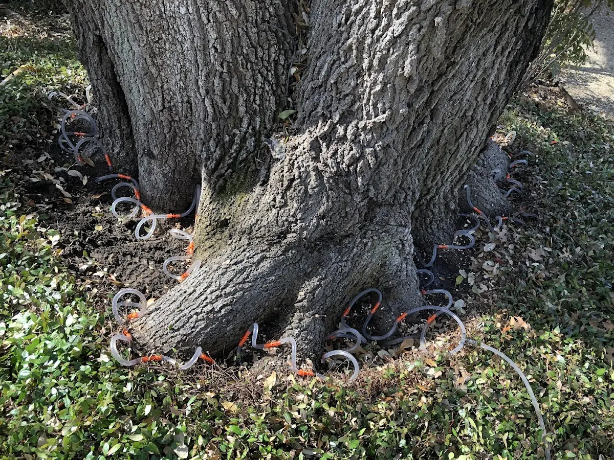 Detailed Tree Cabling and Bracing job site in China