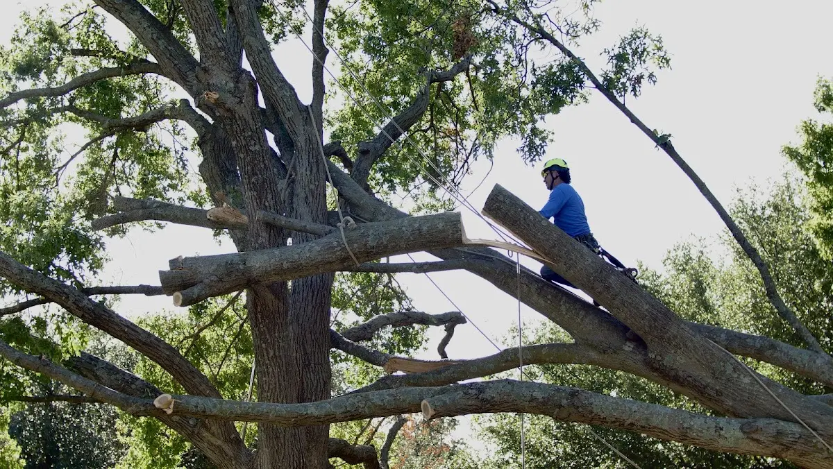 Professional Hazardous Tree Removal performed by certified arborists in China
